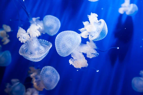 Mavi suyu olan bir akvaryumda denizanası — Stok fotoğraf