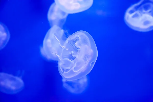 Skupina světle modrých medúz — Stock fotografie