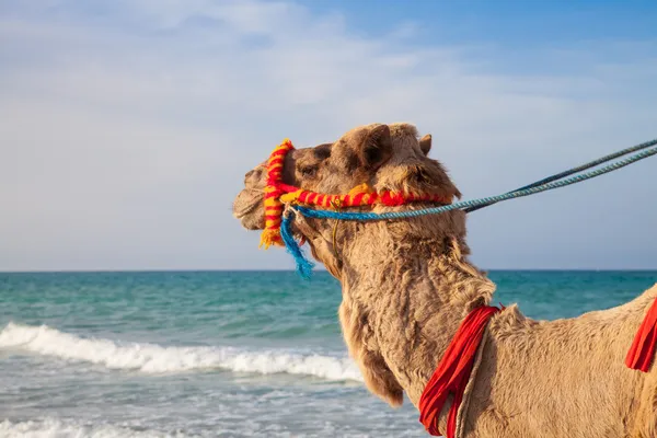 Retrato de camello con fondo marino — Foto de Stock