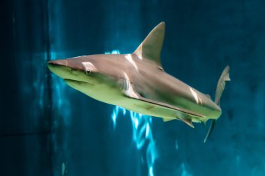 Grey Reef Shark (Carcharhinus amblyrhynchos) - Genoa Aquarium clipart