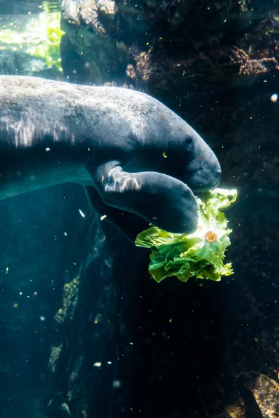 Manatee (Sea Cow) eating salad — Stock Photo, Image