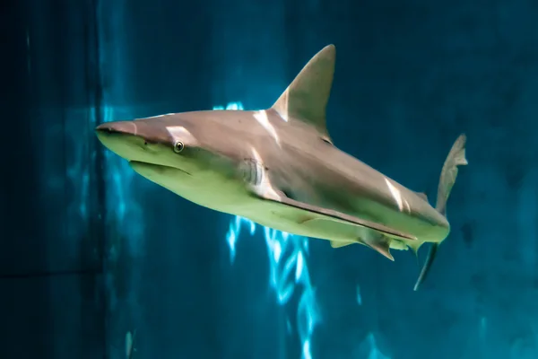 Tubarão-recife-cinzento (Carcharhinus amblyrhynchos) - Aquário de Génova — Fotografia de Stock