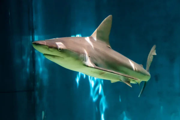 Gri resif köpek balığı (Carcharhinus amblyrhynchos) - Cenova akvaryum