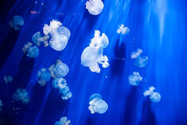 Mavi suyu olan bir akvaryumda denizanası — Stok fotoğraf