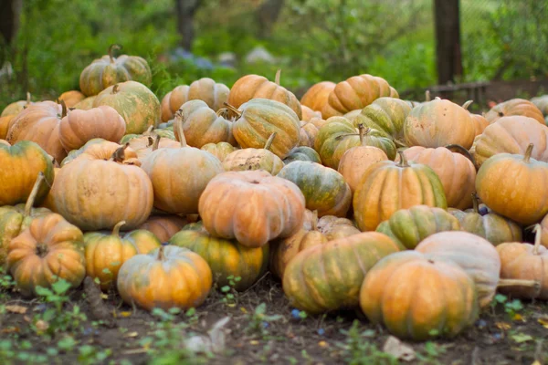 Harvest pumpkins in the garden — Stock Photo, Image