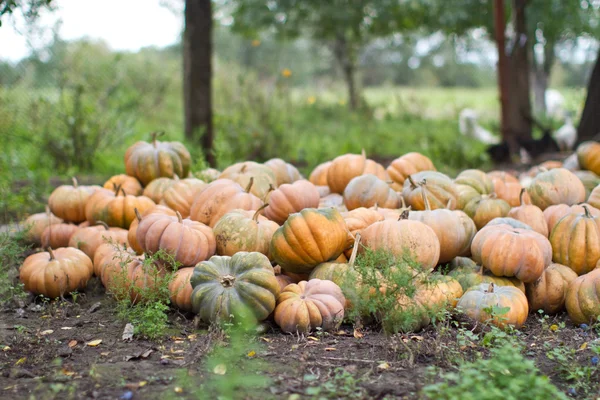 Harvest pumpkins in the garden — Stock Photo, Image