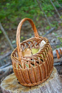 yenilebilir yabani mantar