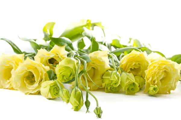 Lisianthus — Foto Stock