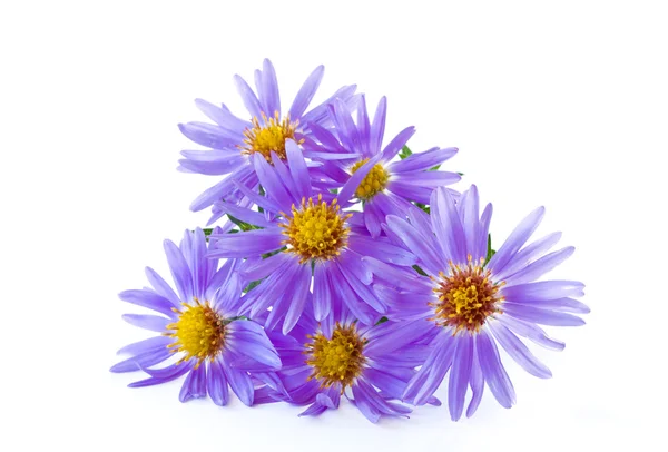 Modrá chryzantéma — Stock fotografie