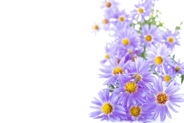 Blauwe chrysant — Stockfoto