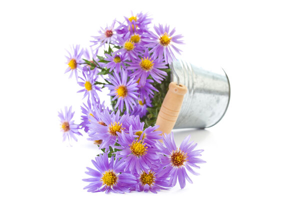 Голубая хризантема
