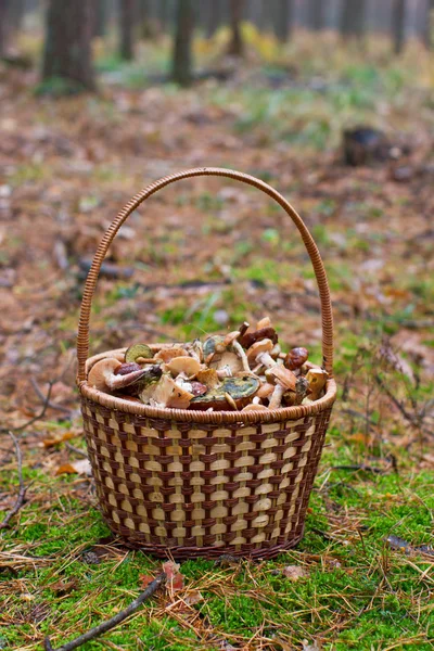 森林里有蘑菇的篮子 — 图库照片