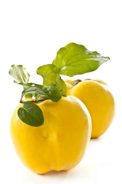 Quince — Stock Photo, Image