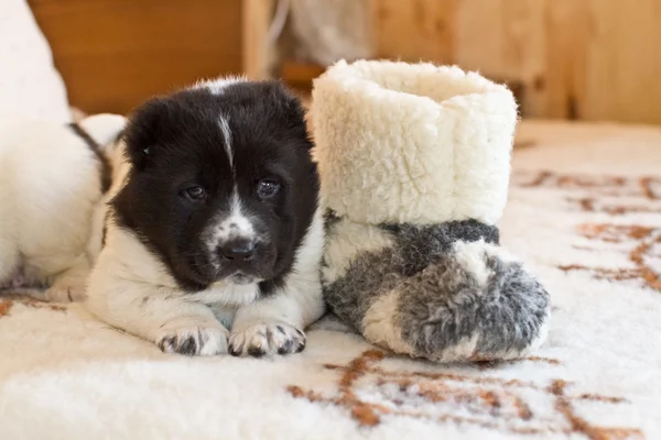 Cucciolo del cane da pastore dell'Asia centrale — Foto Stock