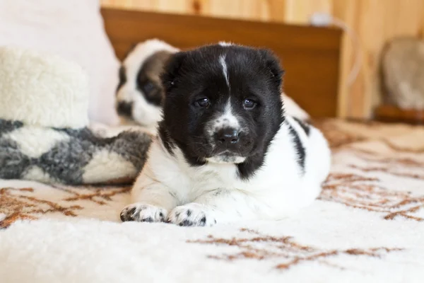 Valp av den centrala asiatiska får, hunden — Stockfoto