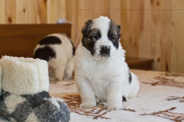 Valp av den centrala asiatiska får, hunden — Stockfoto