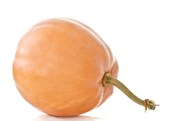 Pumpkin — Stock Photo, Image