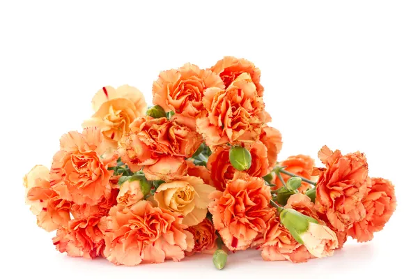 Clavel flores — Foto de Stock