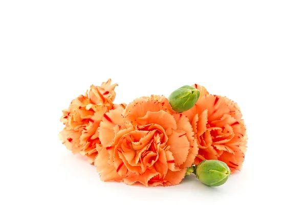 Carnation bloemen — Stockfoto