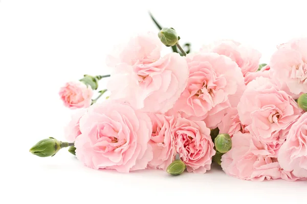 Carnation flowers — Stock Photo, Image