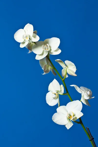 Flor de orquídea — Foto de Stock