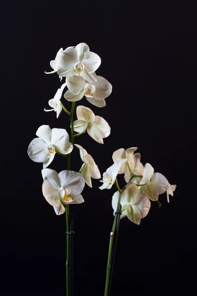Квітка орхідеї — стокове фото