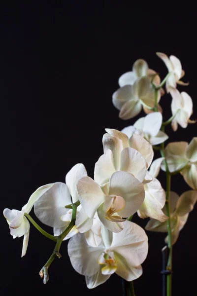 Flor de orquídea — Foto de Stock