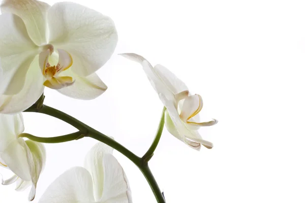 Orchideenblume — Stockfoto