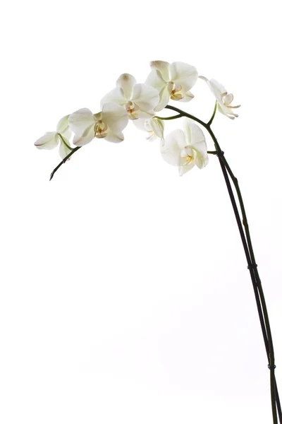 Flor de orquídea — Fotografia de Stock