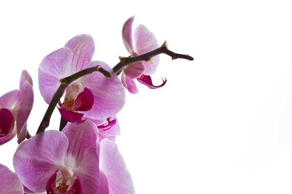 Flor de orquídea — Fotografia de Stock