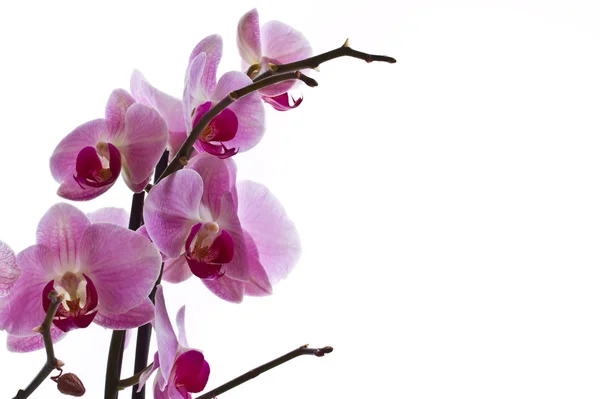 Orchidej květina — Stock fotografie