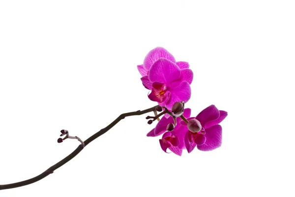 Орхидея розовая — стоковое фото