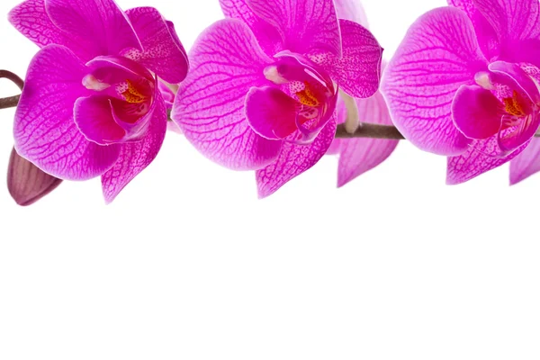 Orchid, рожевий — стокове фото