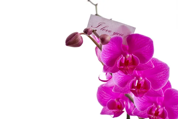 Orchid rosa — Stockfoto