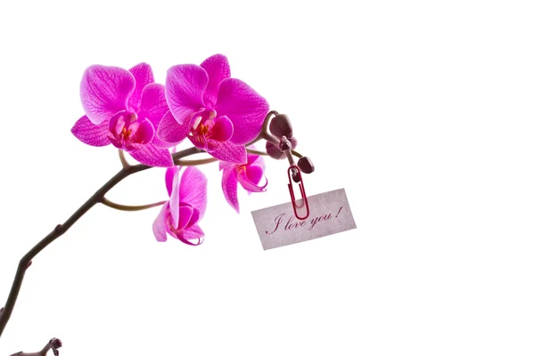 Orchidej růžová — Stock fotografie