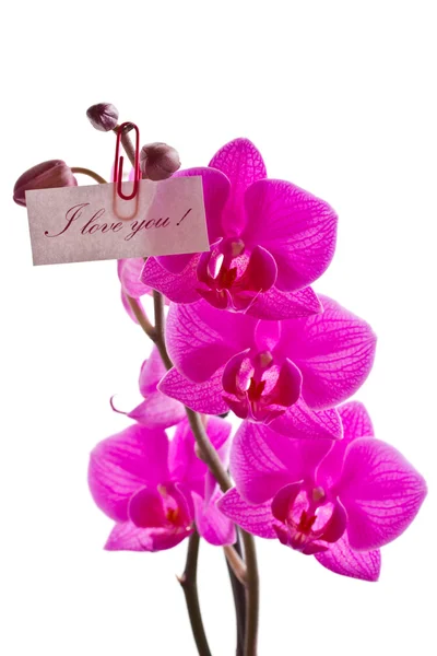 Orchid roze — Stockfoto
