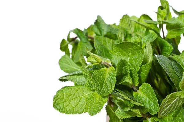 Fresh mint — Stock Photo, Image