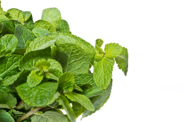 Fresh mint — Stock Photo, Image