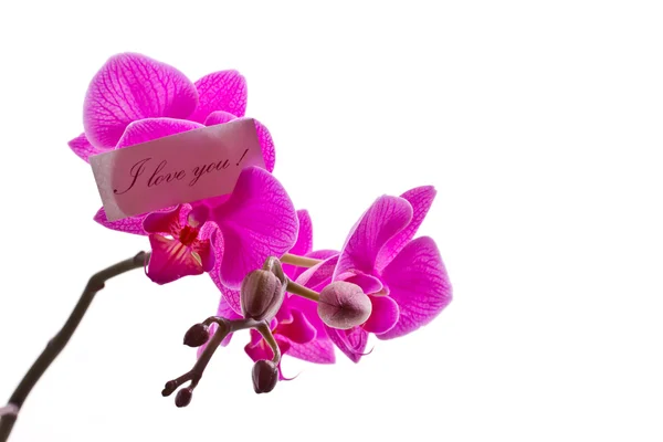 Orchidea rózsaszín — Stock Fotó