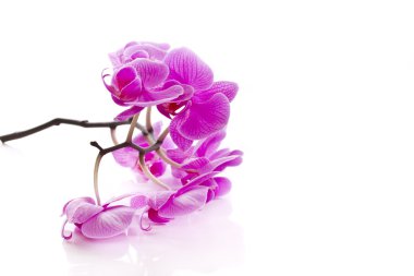 Phalaenopsis çiçek
