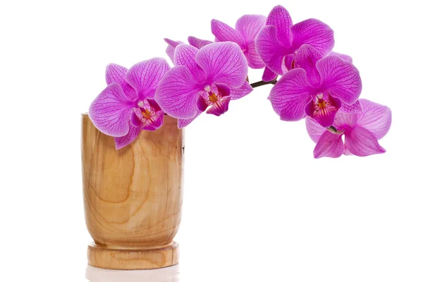 Phalaenopsis λουλούδια — Φωτογραφία Αρχείου