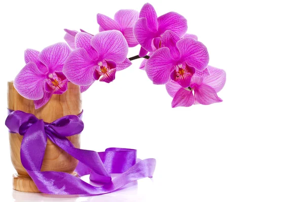 Phalaenopsis flores —  Fotos de Stock