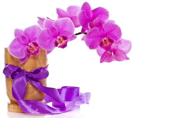 Phalaenopsis bloemen — Stockfoto