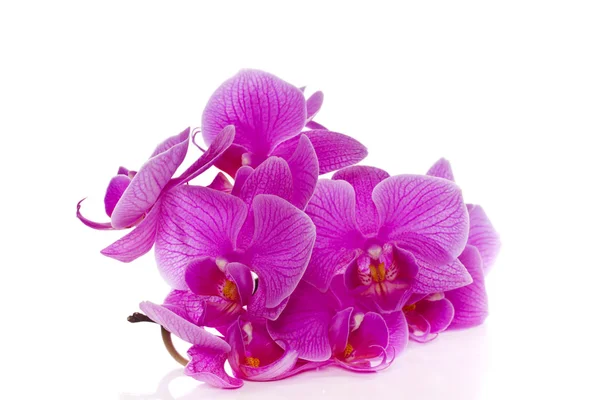 Phalaenopsis kwiaty — Zdjęcie stockowe