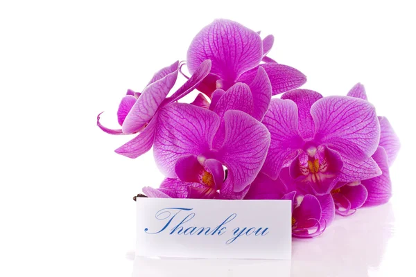 Phalaenopsis flowers — Stock Photo, Image