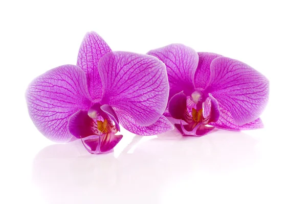 Phalaenopsis virágok — Stock Fotó