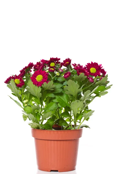 Chrysanthemen — Stockfoto