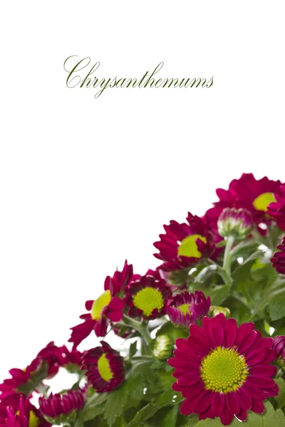 Krysantemum — Stockfoto