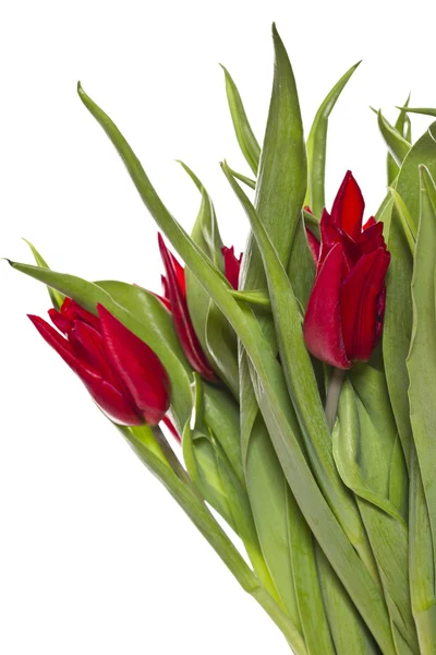 Červené tulipány — Stock fotografie