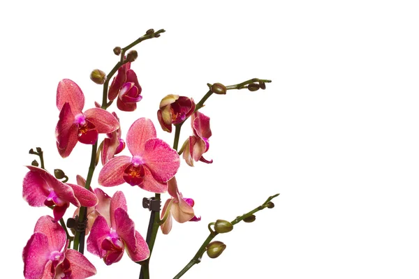 Phalaenopsis — Stock Fotó